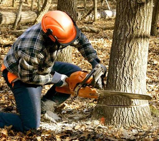 Tree Removal in Palo, MI